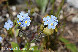 Alpen-Vergissmeinnicht (Myosotis alpestris) (08.2024, F279034)