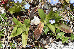Myosotis alpestris (F279035)