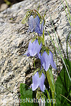 Bärtige Glockenblume (Campanula barbata) (F279039)