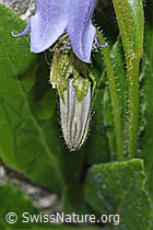 Bärtige Glockenblume (Campanula barbata) (F279040)
