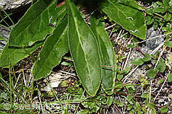 Bärtige Glockenblume (Campanula barbata) (F279046)