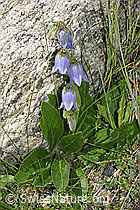 Bärtige Glockenblume (Campanula barbata) (F279052)