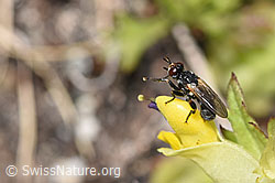 Thecophora atra (Dickkopffliege) auf Schmalblättrigem Klappertopf (Rhinanthus glacialis) (08.2024, F279056)