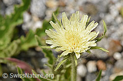 Weissliches Habichtskraut (Hieracium intybaceum) (F279073)