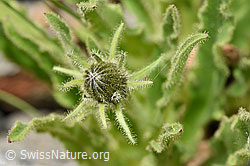 Weissliches Habichtskraut (Hieracium intybaceum) (F279074)