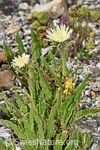 Weissliches Habichtskraut (Hieracium intybaceum) (F279075)