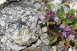 Heide-Erdhummel (Bombus cryptarum) auf Vielhaarigem Thymian (Thymus praecox ssp. polytrichus) (08.2024, F279084)