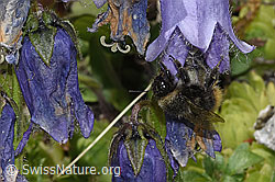 Distelhummel (Bombus soroeensis) an Bärtiger Glockenblume (Campanula barbata) (08.2024, F279093)