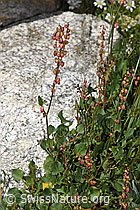 Schildblättriger Ampfer (Rumex scutatus) (08.2024, F279112)