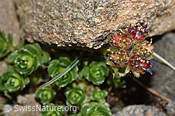 Zweiblütiger Steinbrech (Saxifraga biflora) (F280609) Zweiblütiger Steinbrech (Saxifraga biflora) (F280609)