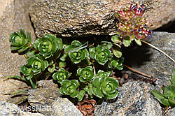 Zweiblütiger Steinbrech (Saxifraga biflora) (F280611) Zweiblütiger Steinbrech (Saxifraga biflora) (F280611)