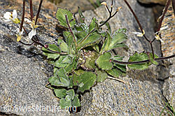 Alpen-Gänsekresse (Arabis alpina) (F280619) Alpen-Gänsekresse (Arabis alpina) (F280619)