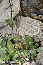 Alpen-Gänsekresse (Arabis alpina) (F280626) Alpen-Gänsekresse (Arabis alpina) (F280626)