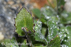 Alpen-Gänsekresse (Arabis alpina) (F280630) Alpen-Gänsekresse (Arabis alpina) (F280630)
