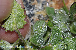 Alpen-Gänsekresse (Arabis alpina) (F280631) Alpen-Gänsekresse (Arabis alpina) (F280631)