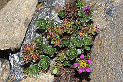 Zweiblütiger Steinbrech (Saxifraga biflora) (F280633) Zweiblütiger Steinbrech (Saxifraga biflora) (F280633)