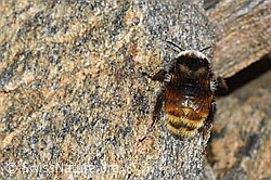 Berglandhummel (Bombus monticola) (F280644)