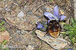 Berglandhummel (Bombus monticola) an Mont Cenis-Glockenblume (Campanula cenisia) (F280653) Berglandhummel (Bombus monticola) an Mont Cenis-Glockenblume (Campanula cenisia) (F280653)