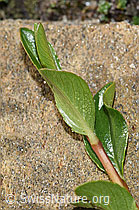 Stumpfblättrige Weide (Salix retusa) (F280697) Stumpfblättrige Weide (Salix retusa) (F280697)