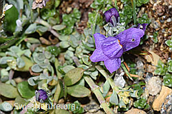 Alpen-Leinkraut (Linaria alpina) (F280724) Alpen-Leinkraut (Linaria alpina) (F280724)