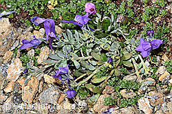 Alpen-Leinkraut (Linaria alpina) (F280725) Alpen-Leinkraut (Linaria alpina) (F280725)