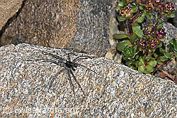 Pardosa saturatior (Wolfspinne) (F280728) Pardosa saturatior (Wolfspinne) (F280728)