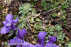 Alpen-Leinkraut (Linaria alpina) (08.2024, F280784)