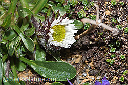 Einköpfiges Berufkraut (Erigeron uniflorus) (08.2024, F280785)