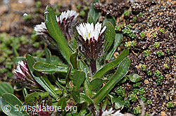 Einköpfiges Berufkraut (Erigeron uniflorus) (08.2024, F280786)