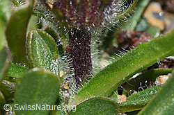 Einköpfiges Berufkraut (Erigeron uniflorus) (F280793) Einköpfiges Berufkraut (Erigeron uniflorus) (F280793)