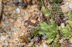 Gefurchter Steinbrech (Saxifraga exarata) (F280811)