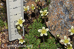 Gefurchter Steinbrech (Saxifraga exarata) (F280814)