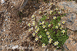 Gefurchter Steinbrech (Saxifraga exarata) (F280818)