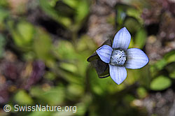 Zarter Enzian (Gentiana tenella) (F280834)