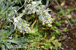 Ährige Edelraute (Artemisia genipi) (08.2024, F280840)