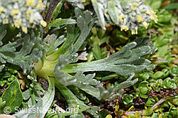 Artemisia genipi (F280843)