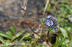 Alpen-Ehrenpreis (Veronica alpina) (08.2024, F280845)