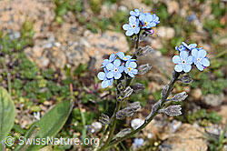 Alpen-Vergissmeinnicht (Myosotis alpestris) (08.2024, F280853)