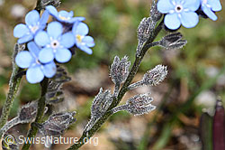 Alpen-Vergissmeinnicht (Myosotis alpestris) (F280854) Alpen-Vergissmeinnicht (Myosotis alpestris) (F280854)