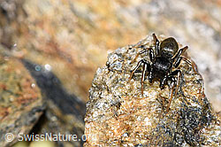 Gelbbeinige Sonnenspringspinne (Heliophanus flavipes) (08.2024, F280892)