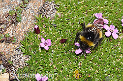 Heide-Erdhummel (Bombus cryptarum) auf Kalk-Polsternelke (Silene acaulis) (08.2024, F280895)