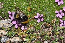 Heide-Erdhummel (Bombus cryptarum) an Gegenblättrigem Steinbrech (Saxifraga oppositifolia)