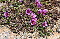 Gegenblättriger Steinbrech (Saxifraga oppositifolia) (F280906) Gegenblättriger Steinbrech (Saxifraga oppositifolia) (F280906)