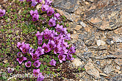 Gegenblättriger Steinbrech (Saxifraga oppositifolia) (F280907) Gegenblättriger Steinbrech (Saxifraga oppositifolia) (F280907)