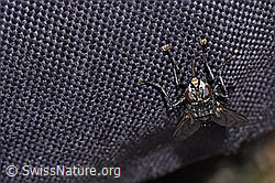 Peleteria prompta (Raupenfliege) (F280921)