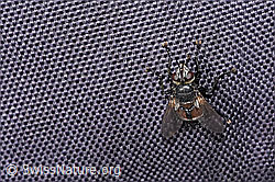 Peleteria prompta (Raupenfliege) (F280922)