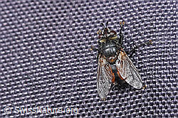 F280923: Peleteria prompta (Raupenfliege)