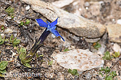 Schleichers Enzian (Gentiana schleicheri) (08.2024, F280937)