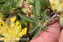 Anthyllis vulneraria ssp. alpestris (F280947)