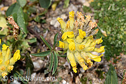 Anthyllis vulneraria ssp. alpestris (F280949)